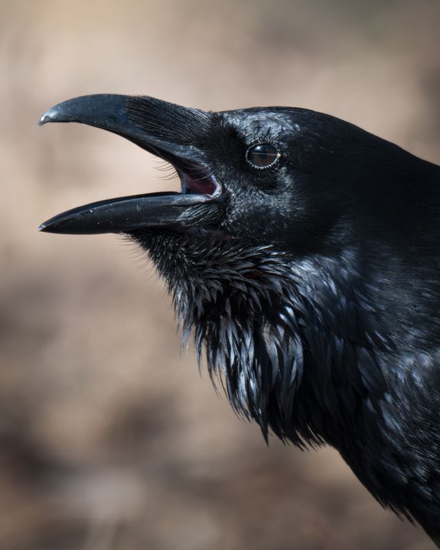 Ворон (Corvus corax) фото превью
