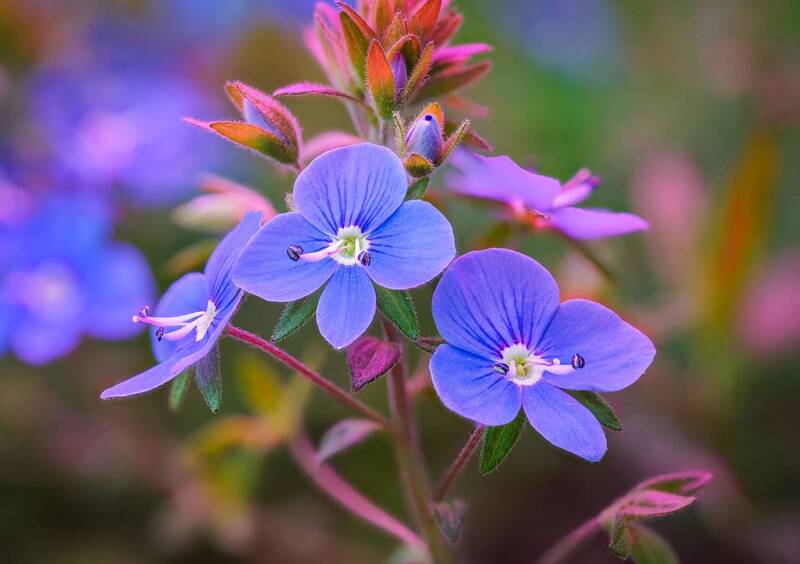 Вероника кустистая фото превью