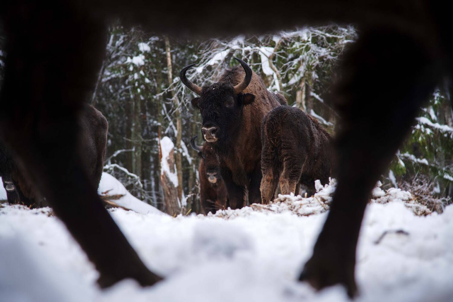 , Павел Ныриков