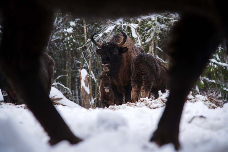 *** фото превью