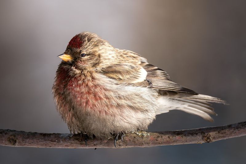 чечетка, птицы Чечётка фото превью