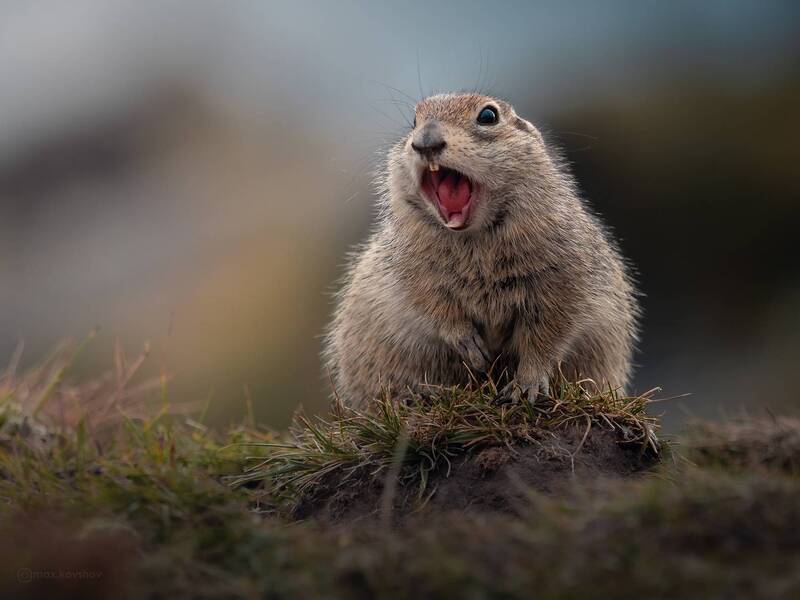 кавказ, джилы су, суслик атас! фото превью