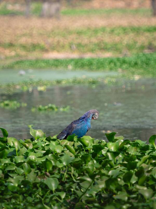 Султанка фото превью