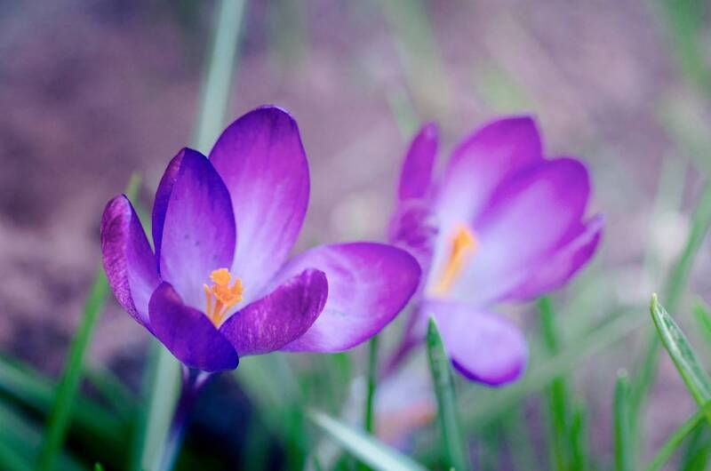 Цветочки фото превью