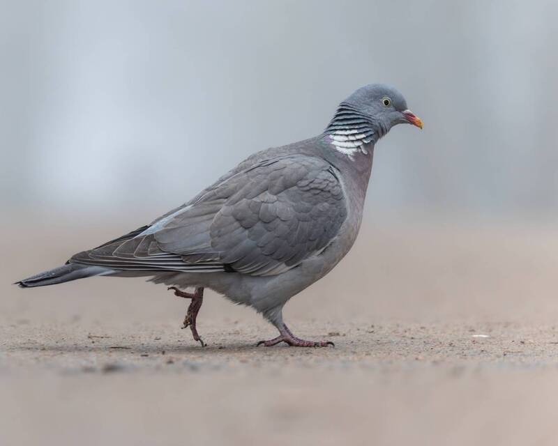 вяхирь, голубь, птицы Вяхирь фото превью