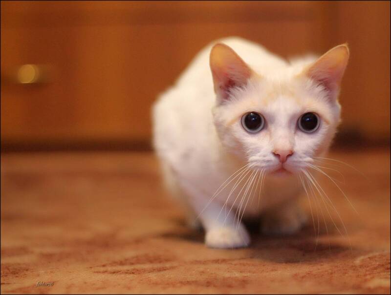 кот, фаил, животные, владивосток Кот Фаил фото превью