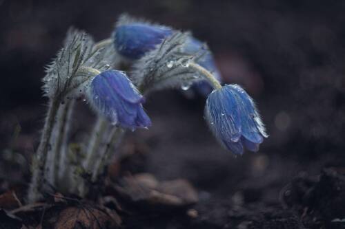 Мартовские сны умытой сон-травы.