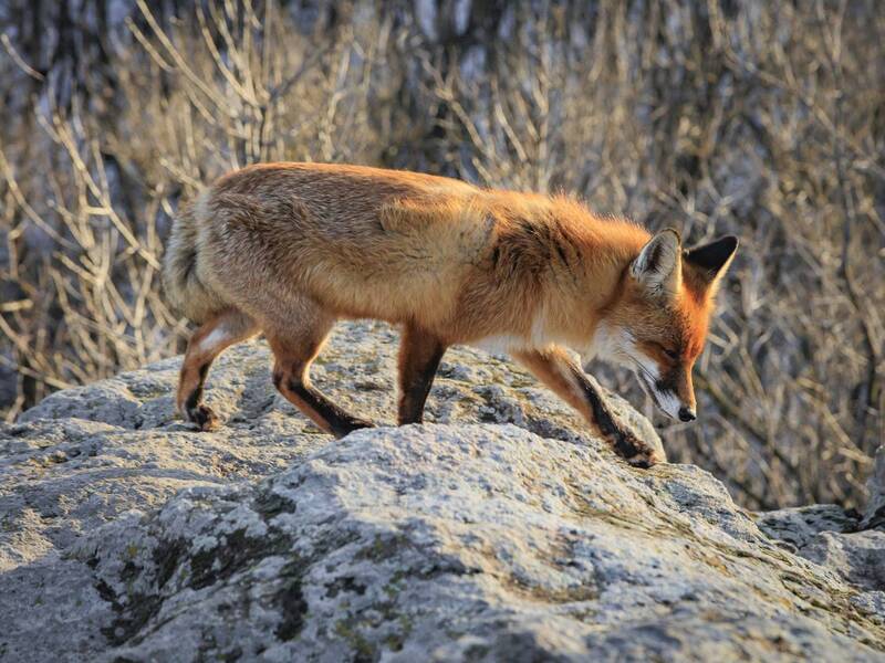 пейзаж, стрит, улица, природа, репортаж, концерты, город, горы, животные Портфолио фото превью