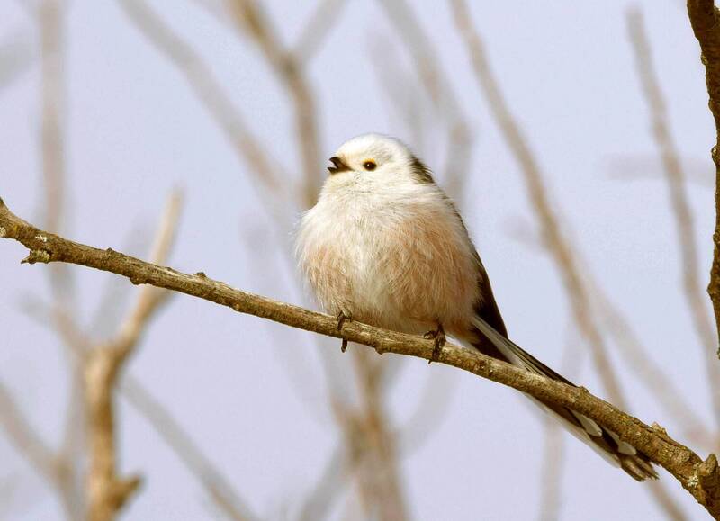 Весенняя песня фото превью