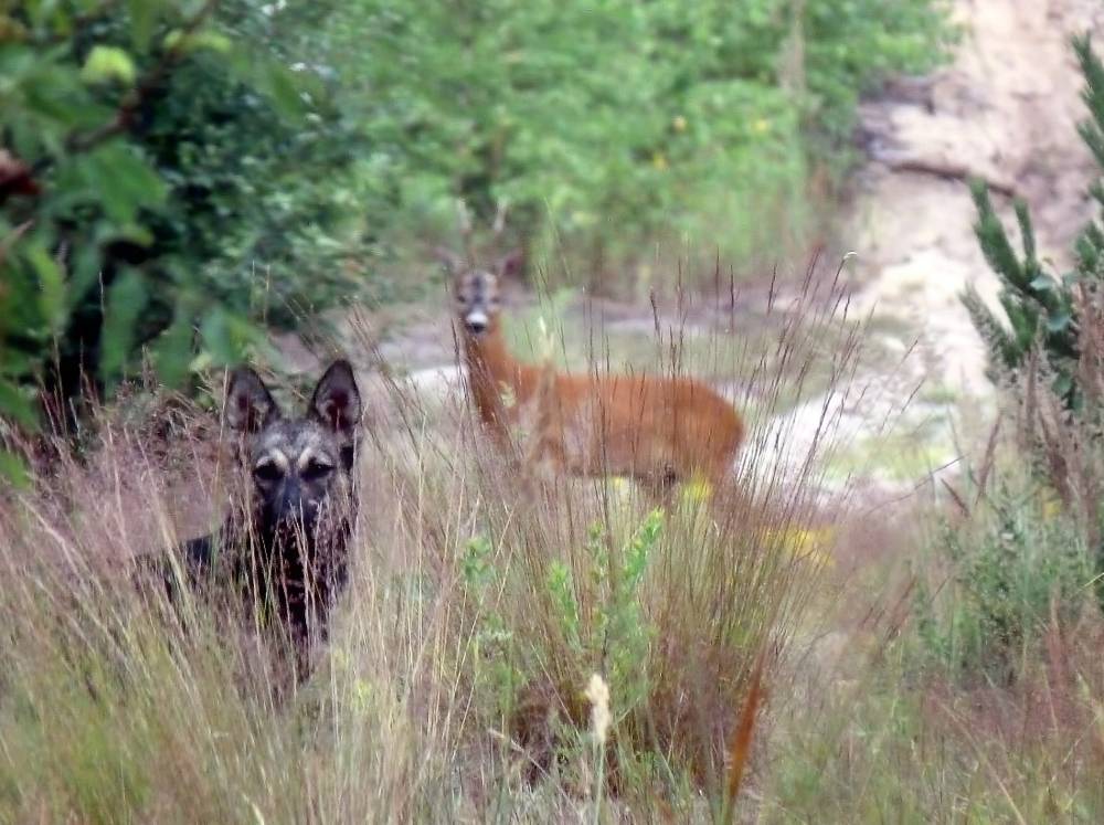, Савоцкий Роман