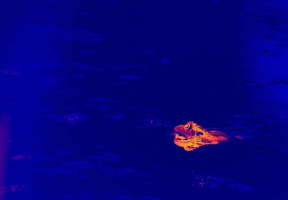 , Савоцкий Роман