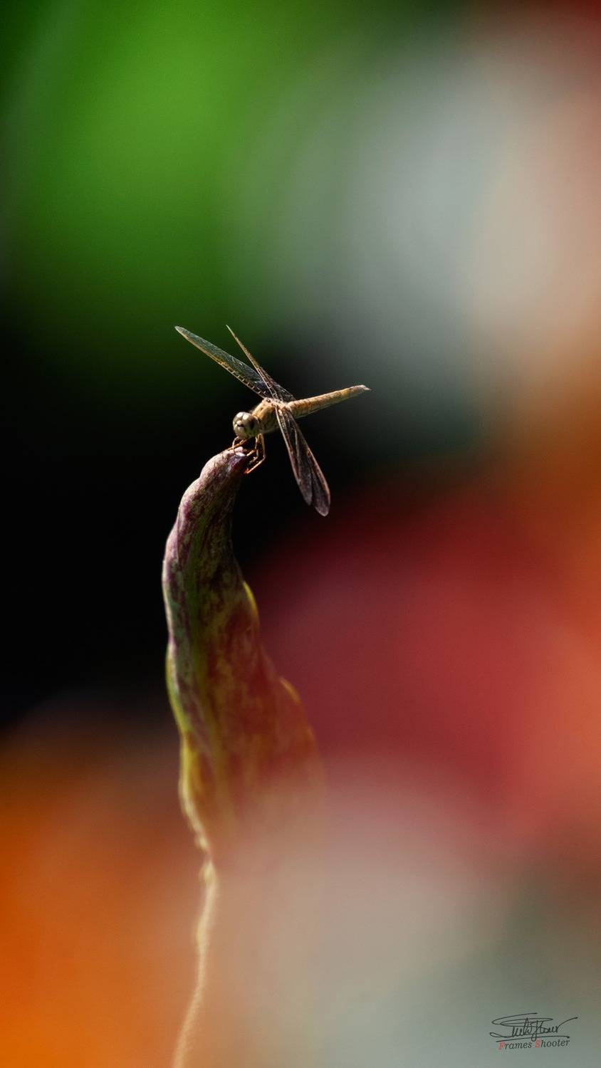 insect, nikon, d7000, 80-400mm, vr, telephoto, L&ecirc; Minh Hiếu
