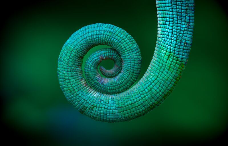 Изумрудная спираль фото превью