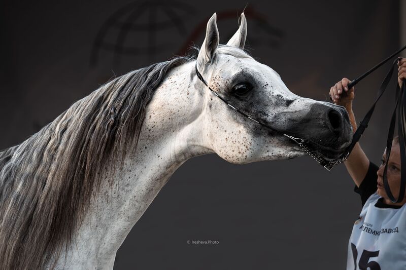 Арабская порода, Лошадь Нортен Лайтс фото превью