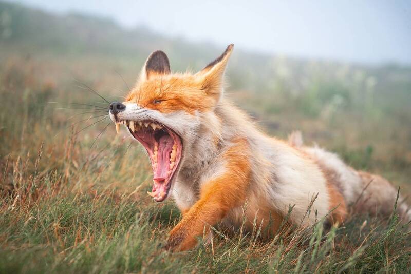 Потягушки фото превью