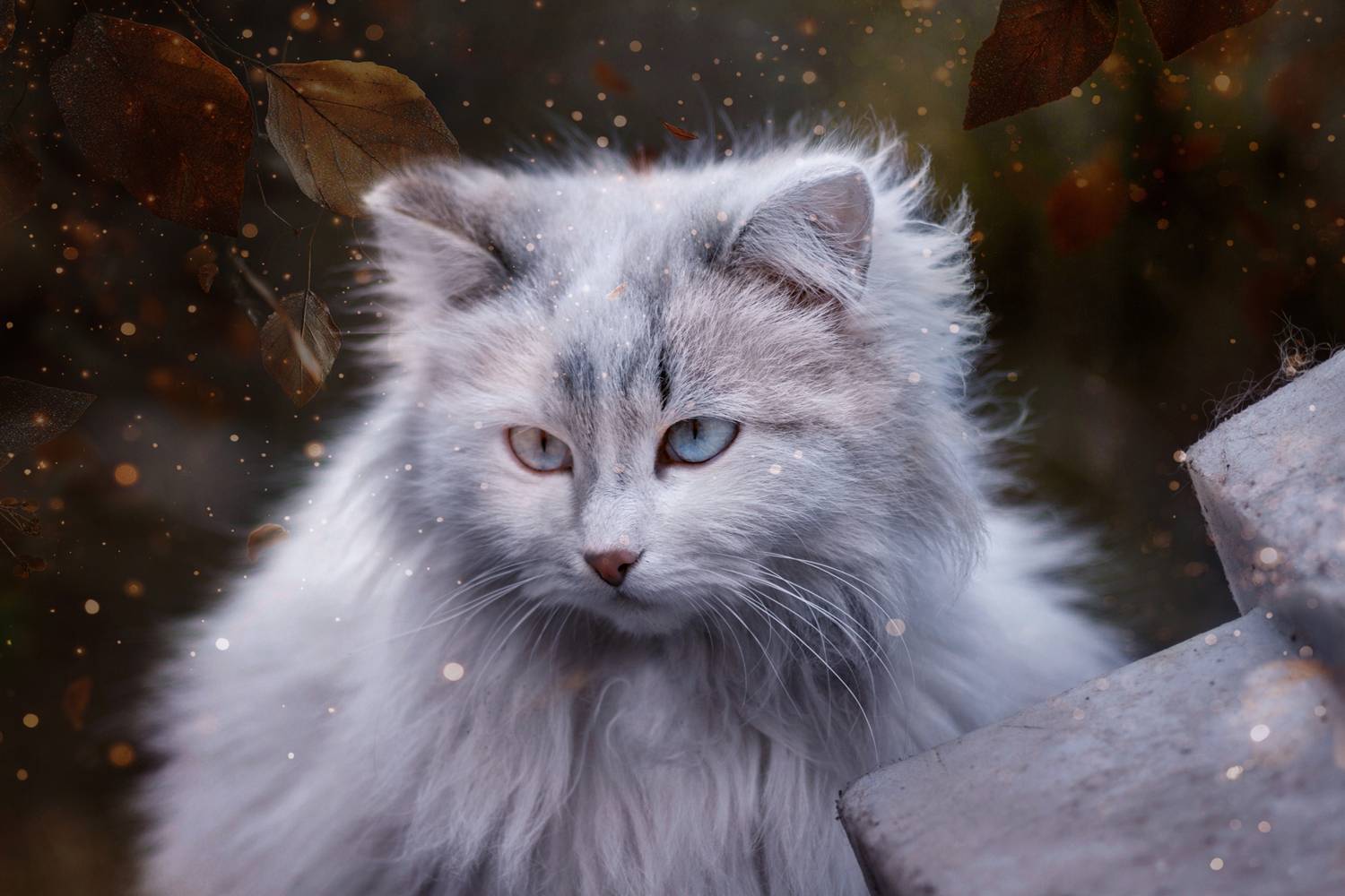 дворовая кошка, skin tone, Александр Канцур