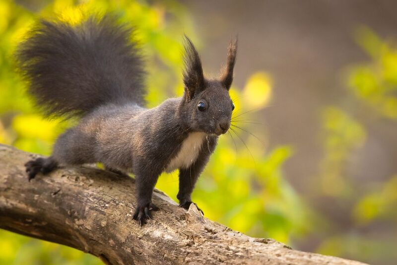 Squirrel фото превью