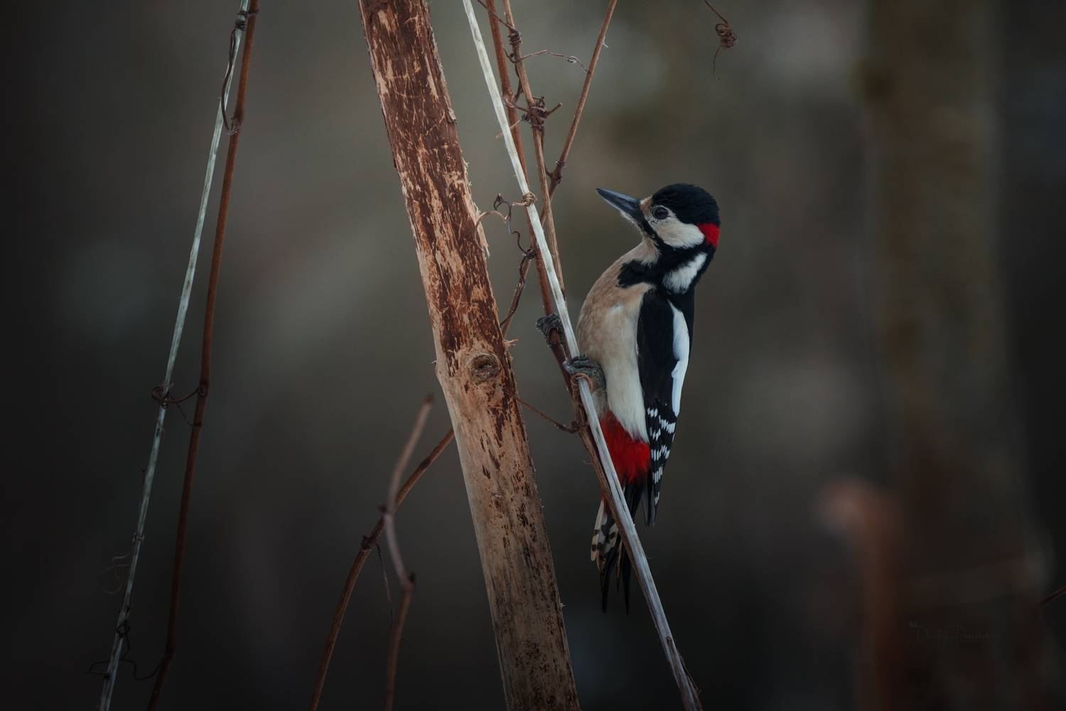 лес, поля, огороды, природа, птицы, животные, макро, Дмитрий Посевич