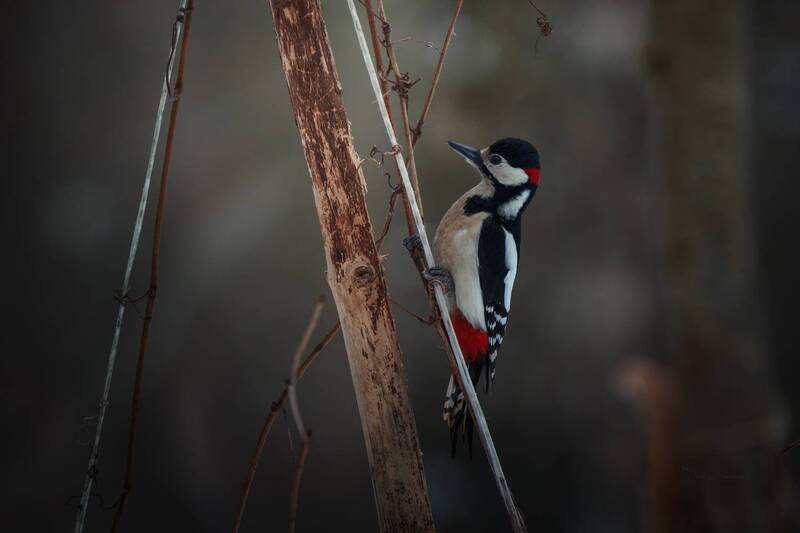 лес, поля, огороды, природа, птицы, животные, макро Слегка встревожен и взъерошен фото превью