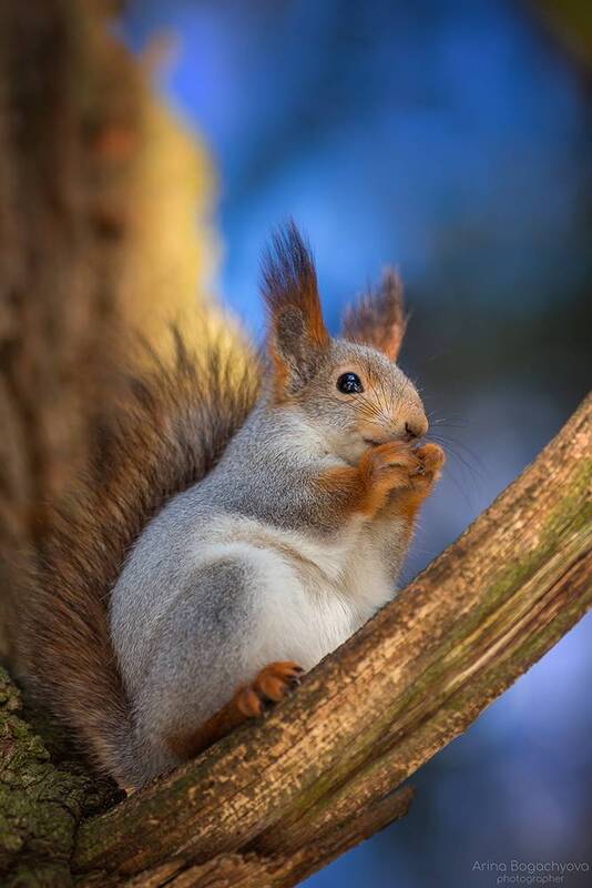 *** фото превью