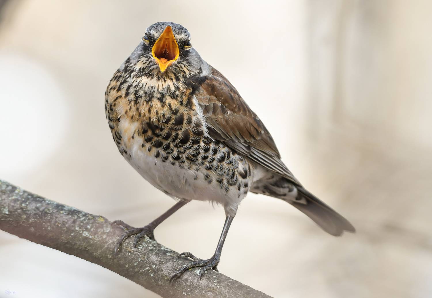 , Наталья Екимова