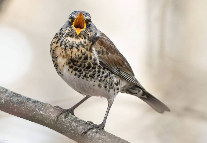 Дрозд - рябинник фото превью