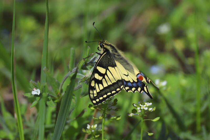 бабочки  фото превью