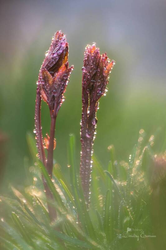 пионы, пробуждение, весна Утро в объективе... фото превью