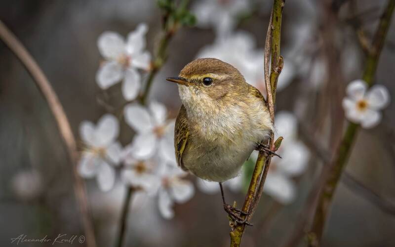 пеночка, теньковка, пеночка-теньковка, phylloscopus collybita, весна, цветы Весенняя теньковка фото превью