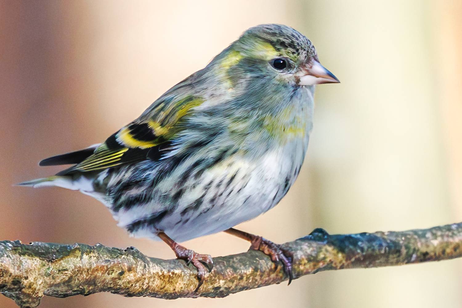 , Алексей Волков