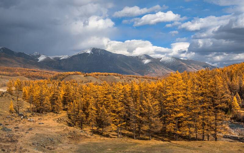 россия, горный алтай, золотые лиственницы, осень Возвращаясь в осень 2 фото превью