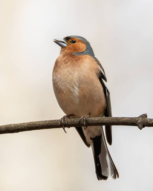 зяблик, птицы, птица, весна, лес, дикие птицы, птицы россии, птицы европы, фотоохота, орнитология, вьюрковые Зяблик(самец). фото превью
