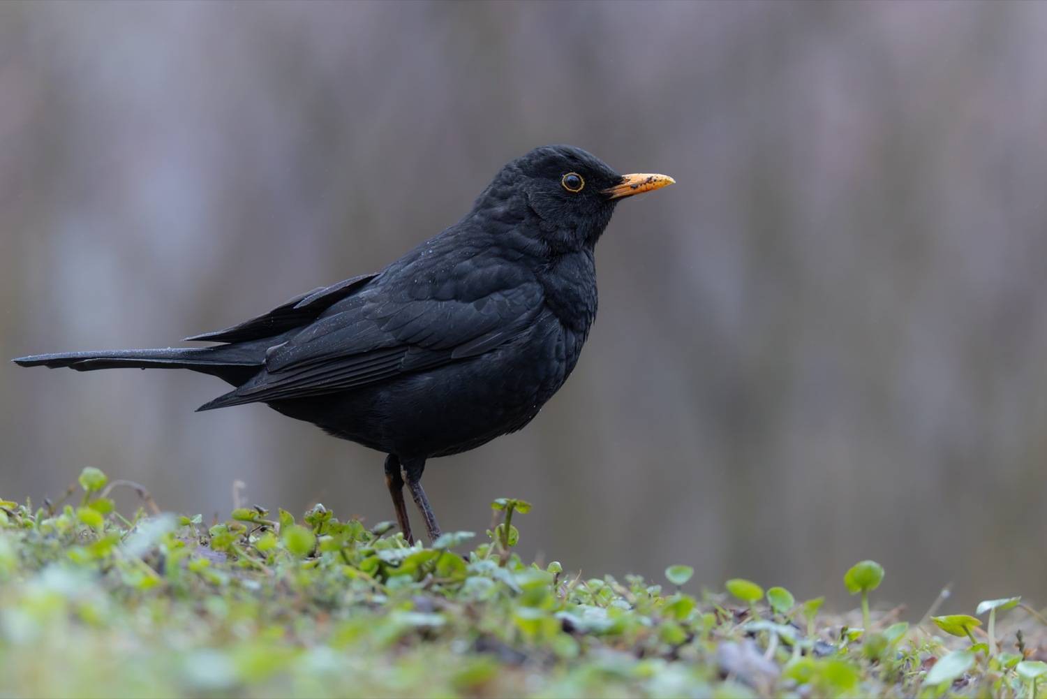 дрозд, черный дрозд, птицы, Ruslan Pl
