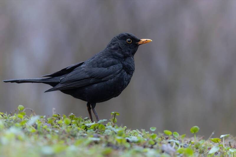 После дождя фото превью