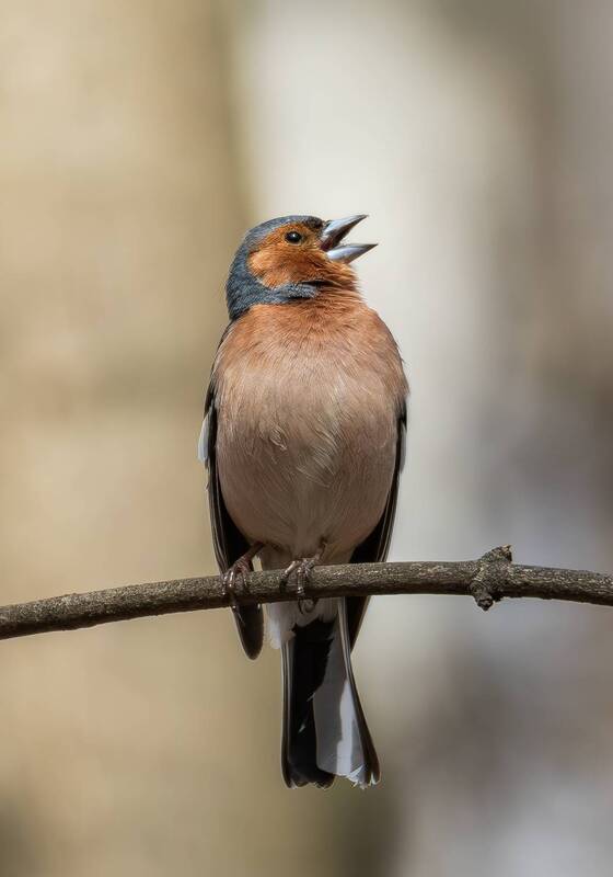 зяблик, вьюрковые, птицы россии, птицы европпы, птицы мира, лес, весна, парк царицыно, фотоохота, орнитология, царицыно, nature, animal, outdoor, bird, finch, wild, wildlife, ornithology, fauna Зяблик(самец). фото превью