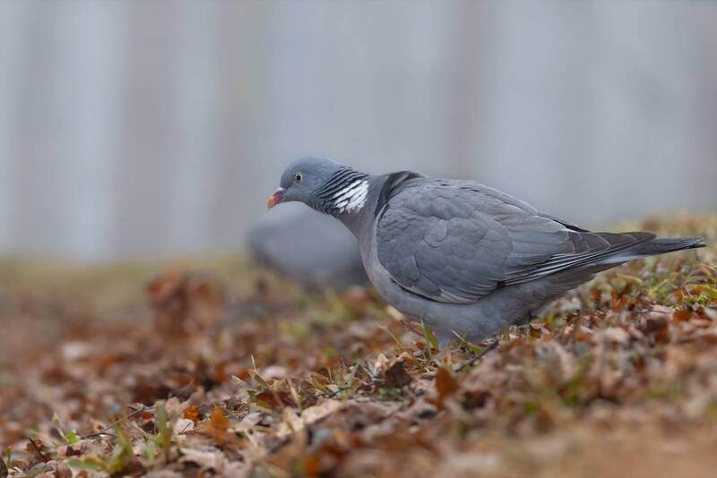 вяхирь, голубь, птицы Вяхирь фото превью