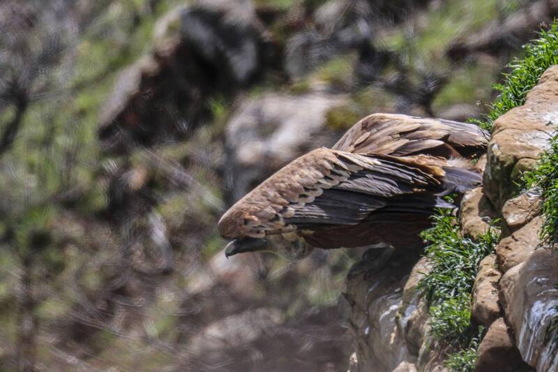 гриф, белоголовый сип, падальщик, горы, дагестан Белоголовый Сип.. фото превью