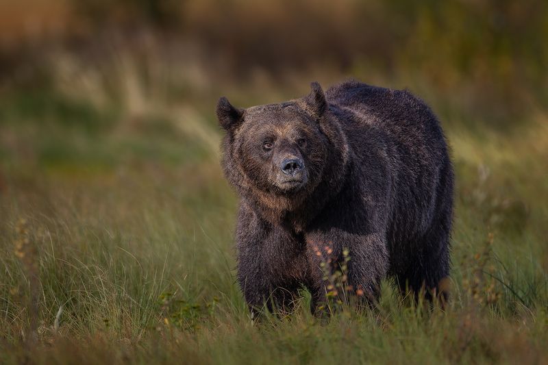 Brown bear фото превью