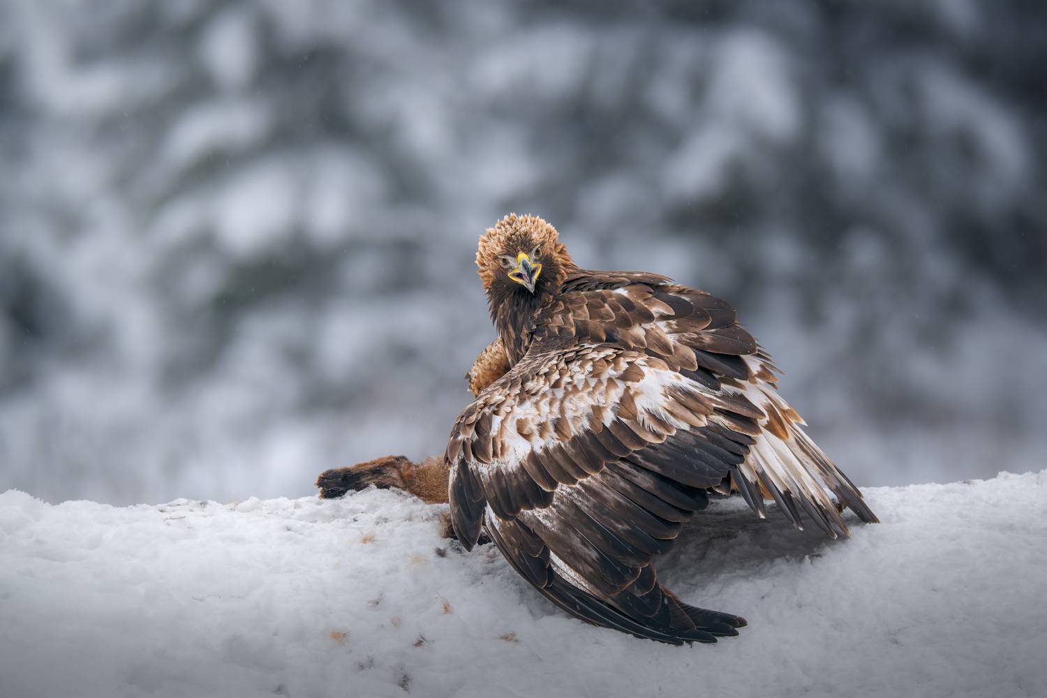 eagle, aquila chrysaetos, raptor, snow, winter, wildlife, nature, fox, prey, hunting, feeding, outdoors, predator, animal, беркут, птица, зима, снег, красный бор, хищник, добыча, Андрей