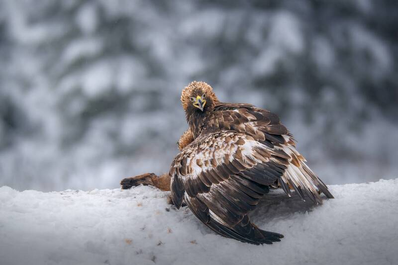 eagle, aquila chrysaetos, raptor, snow, winter, wildlife, nature, fox, prey, hunting, feeding, outdoors, predator, animal, беркут, птица, зима, снег, красный бор, хищник, добыча Моя добыча! фото превью