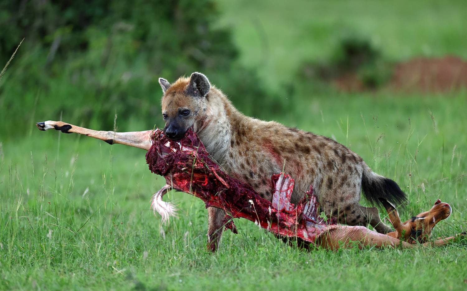 , Гудков Андрей