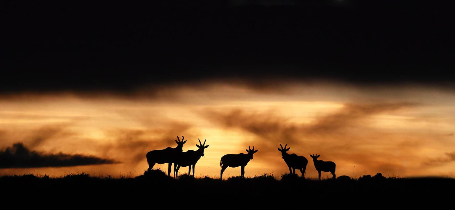 , Гудков Андрей