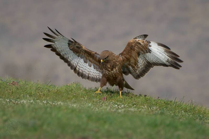 Канюк - Lens and Feathers фото превью