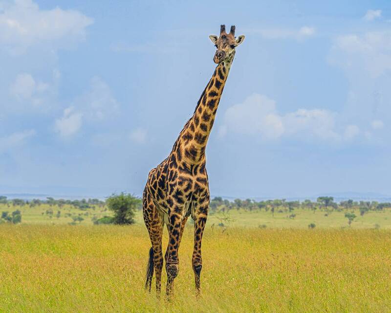 Жираф большой... фото превью