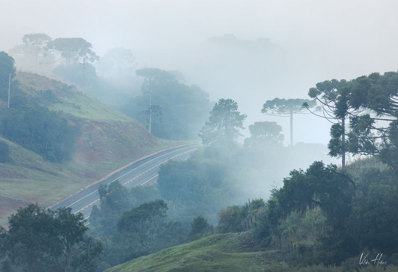 Fog and trees фото превью