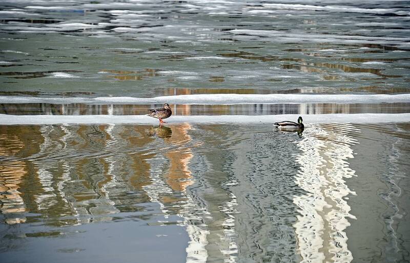 Одинокая утка хочет познакомиться фото превью