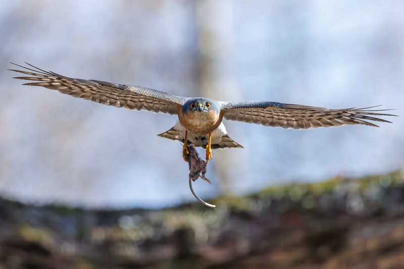Удачная охота фото превью