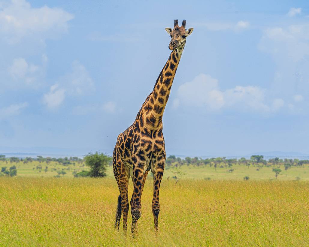 , Антипов Игорь