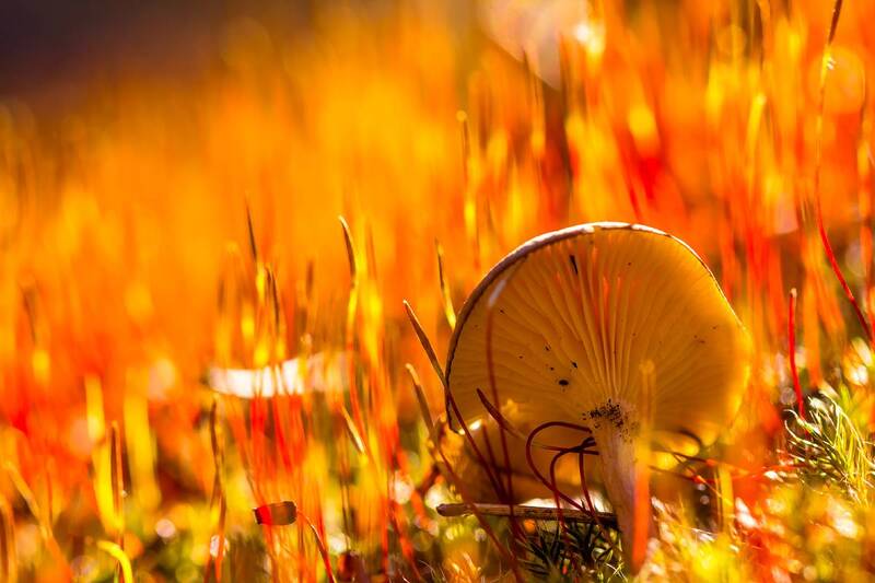 .... фото превью