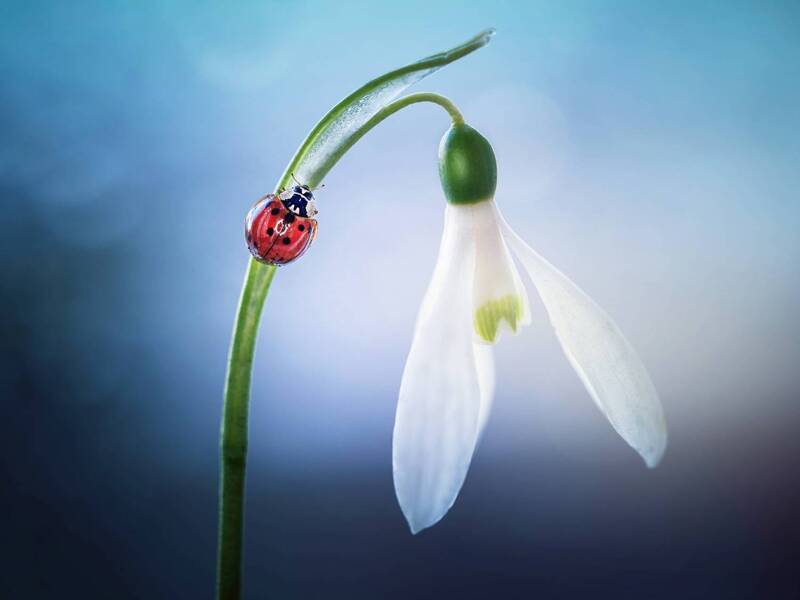 *** фото превью